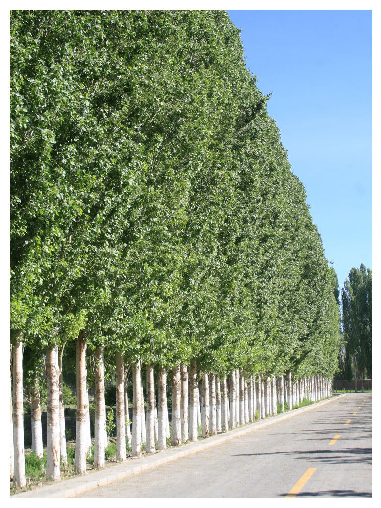 茅盾的《白杨礼赞》:由树及人的礼赞,这不仅仅是一篇散文