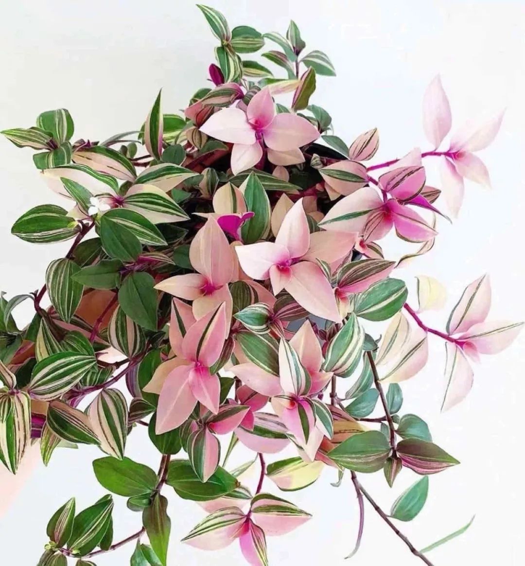 油画吊兰养殖方法(春天养油画婚礼吊兰注意这5点)