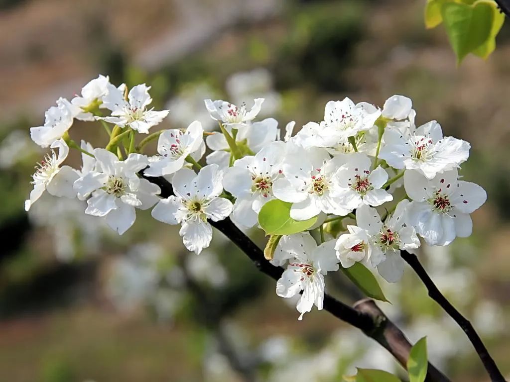 梨花绽放为春来，10首梨花的诗词，在这个美好的季节送给你