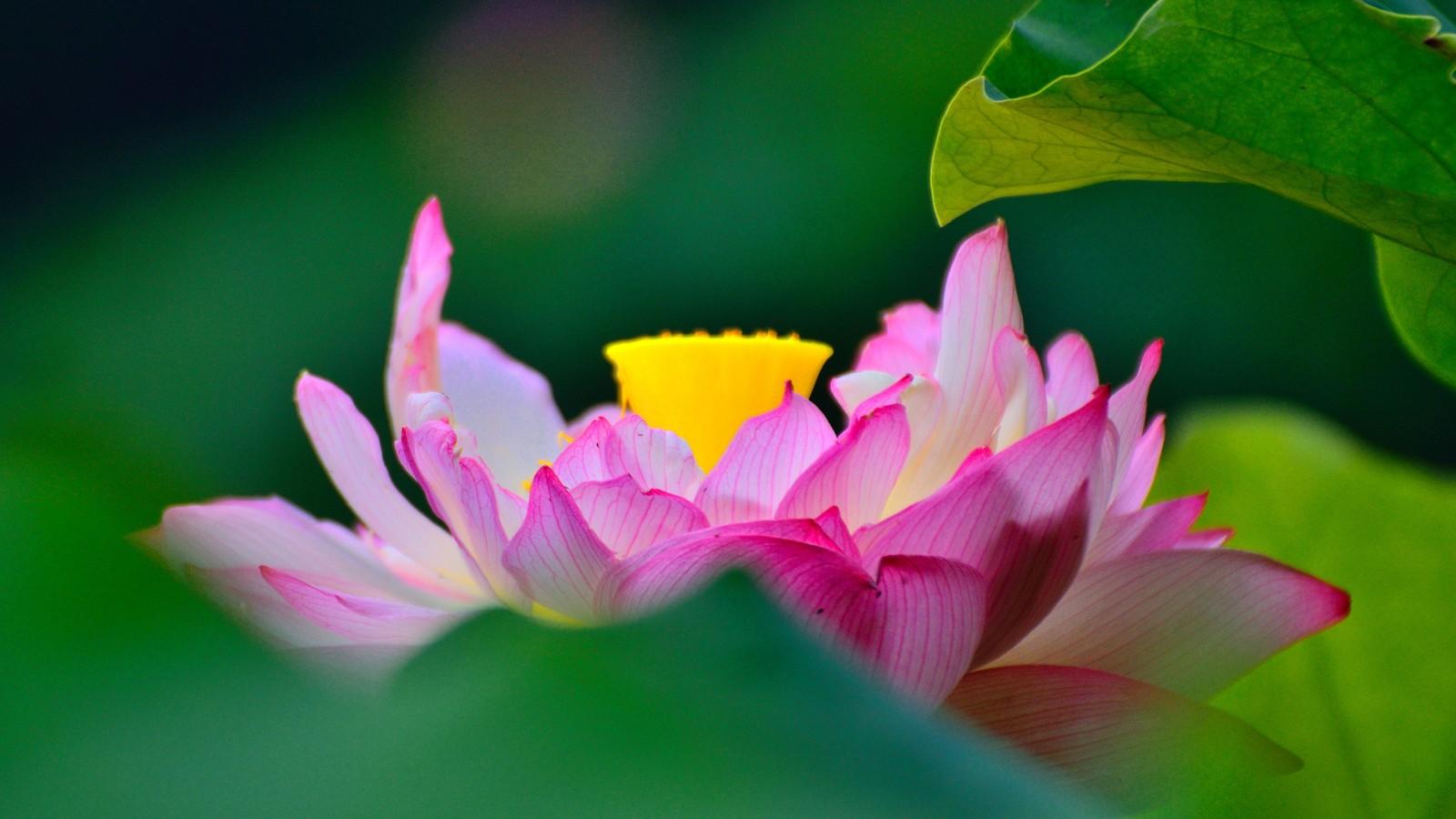 荷花像什么(荷花像什么比喻句三年级)