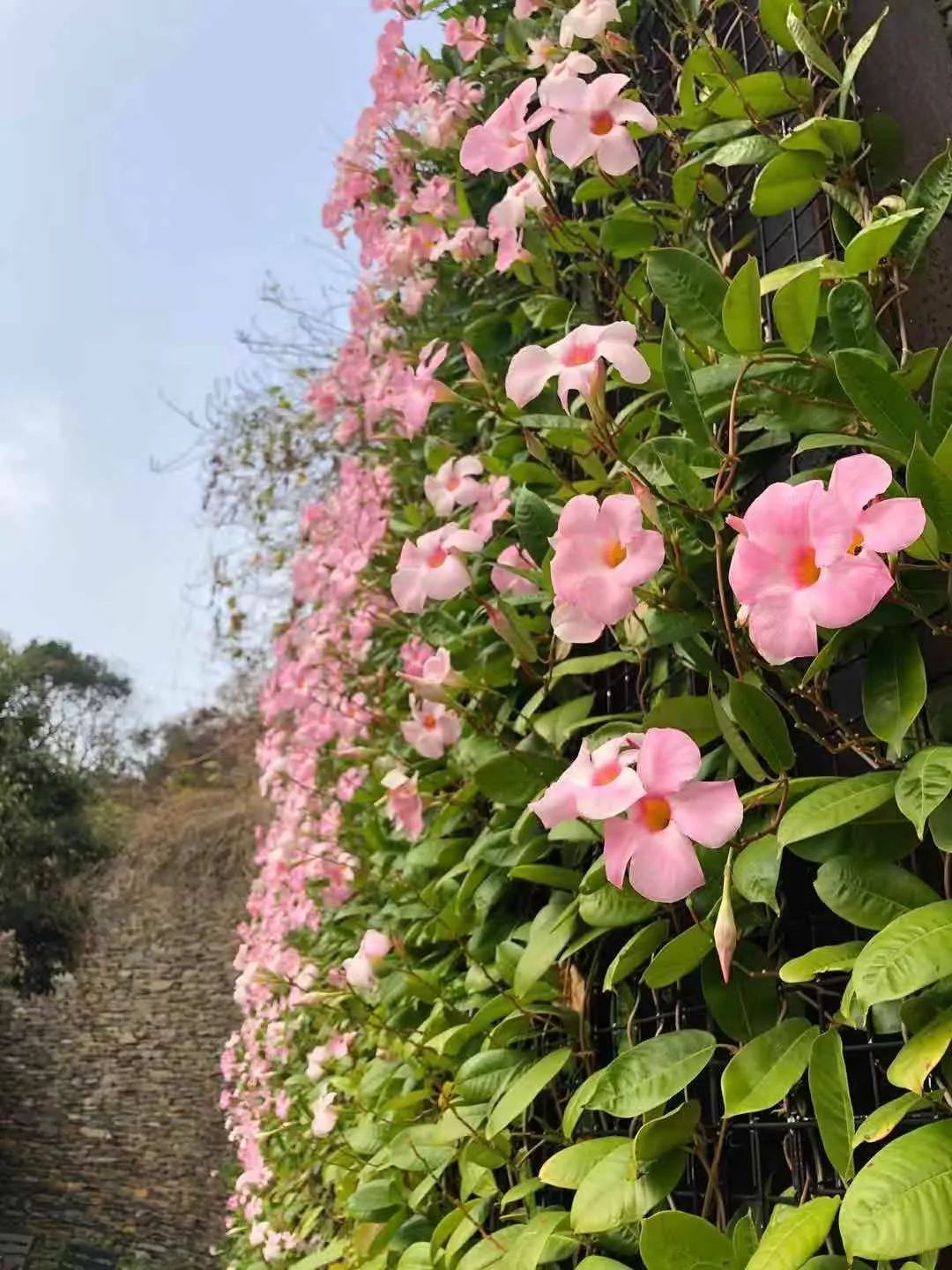 热带可经常开花的爬藤飘香藤，却被养成家里的盆栽