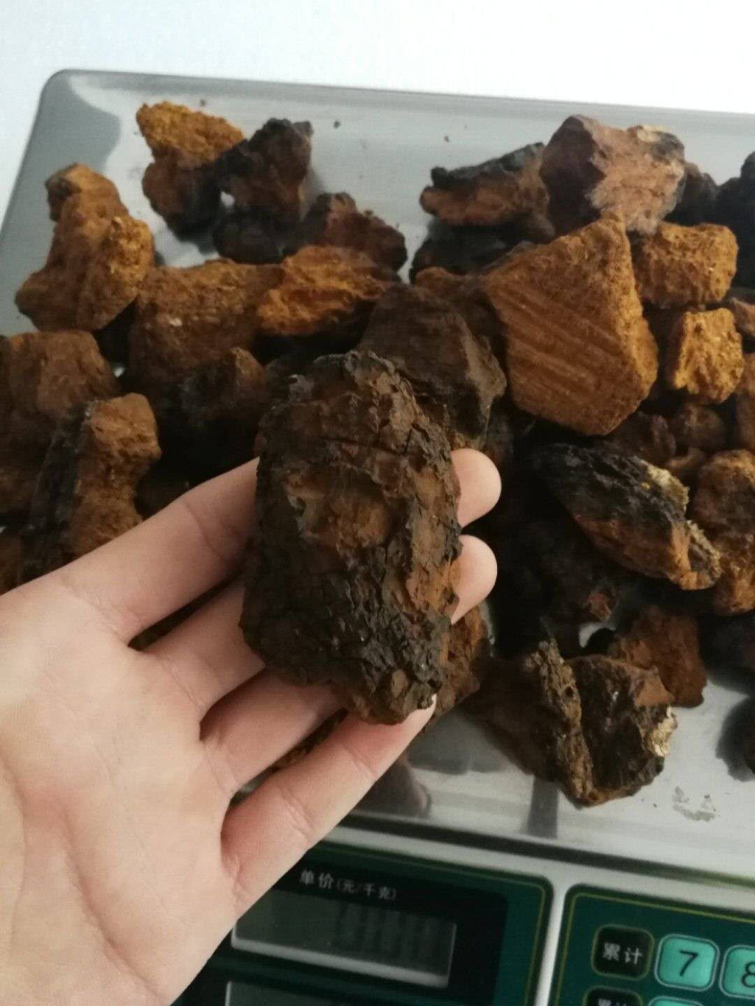 山妹子良心分享野生桦树茸的鉴别和使用方法