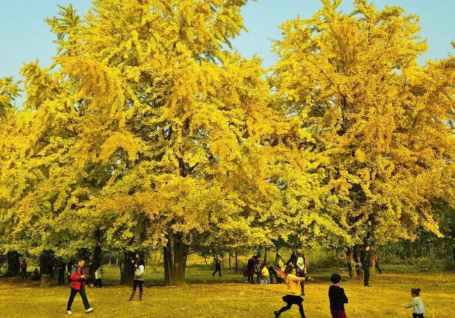 银杏黄了！重庆主城赏银杏好去处大盘点！公交轻轨直达