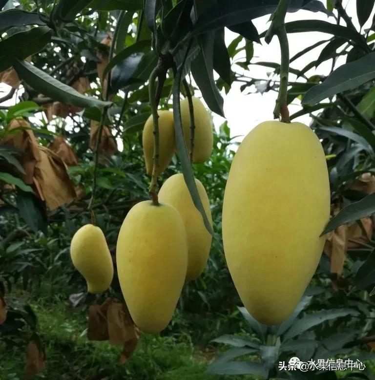 芒果上市季节（最好吃的芒果图鉴指南介绍）