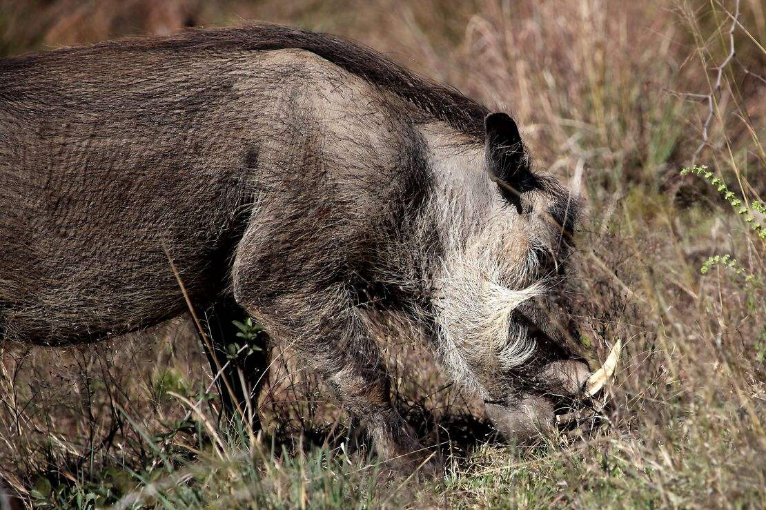 野猪脚的功效与作用-我的快乐小窝