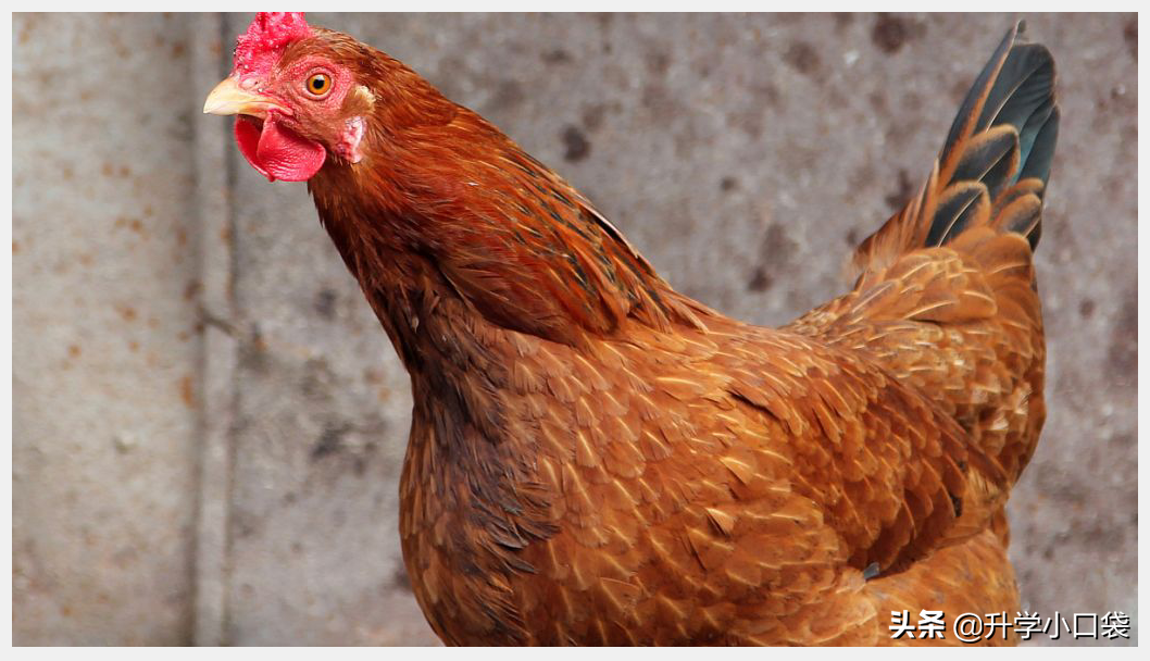 女大学生宿舍养鸡，从鸡蛋变鸡肉，是“馋人”还是“残忍”？