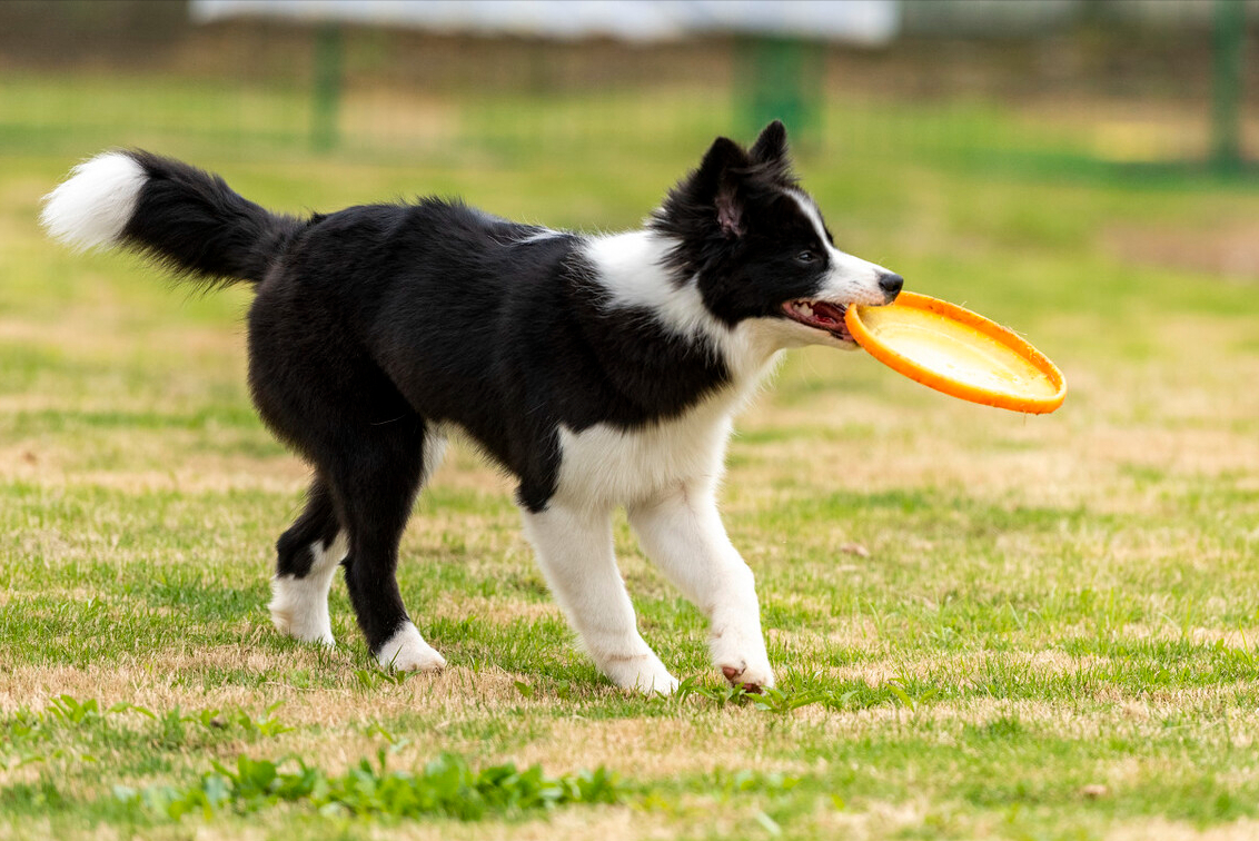 最聪明的边牧犬，你了解它们吗？