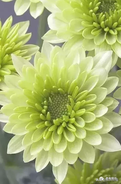 万花凋谢，秋菊傲霜（太美了！）