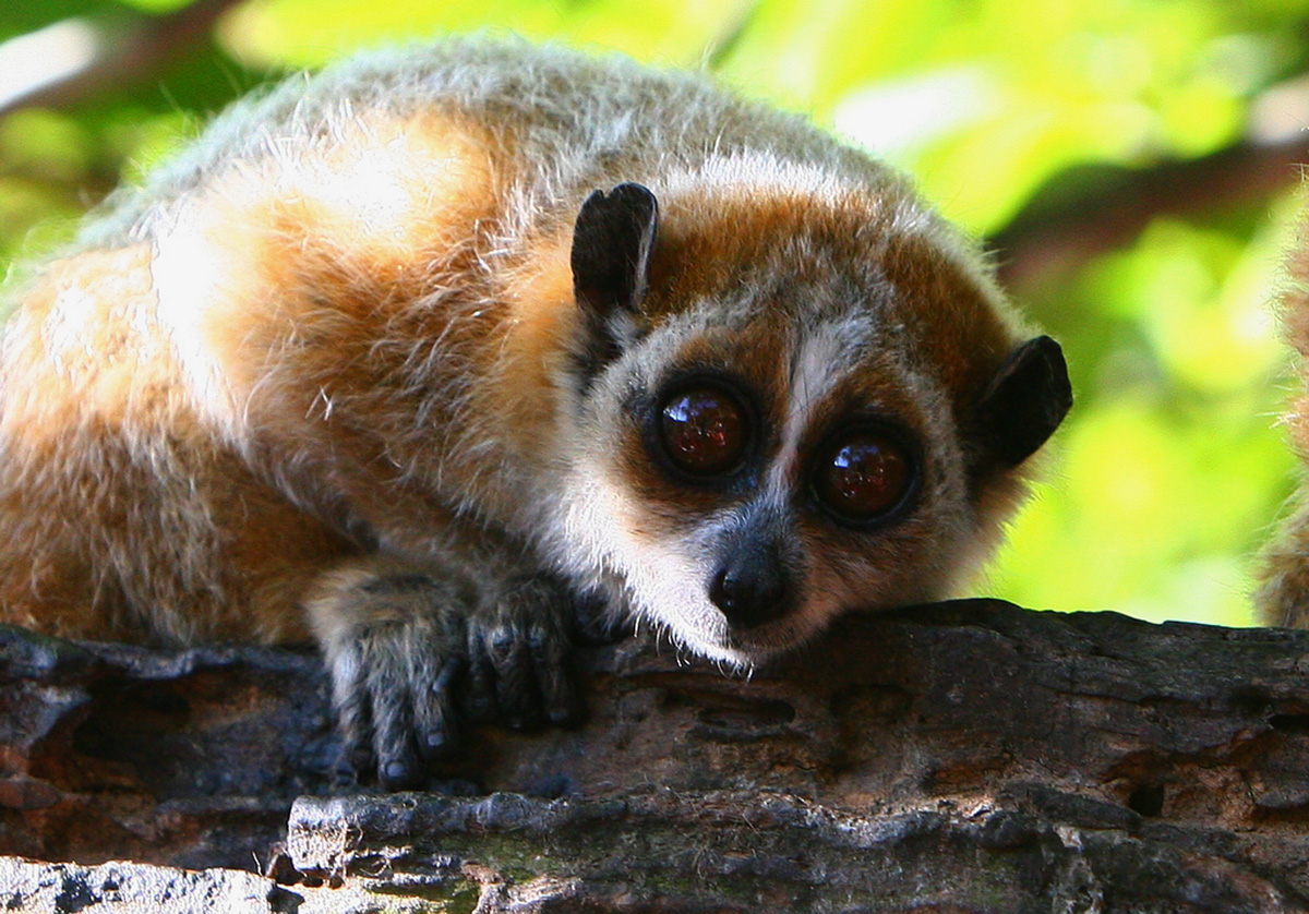 在头部的上方两侧长着两只圆圆的耳朵,经常在休息的时候将自己团起来