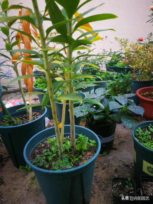 百合养护攻略，花期长达30天，简单4步教会你，春节正赶开花