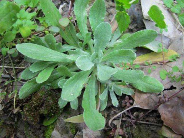 此草,名叫做"清明草",只在清明前后出现,价值高,看到别错过