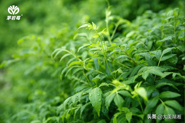 周芦屾：张家界莓茶产业发展的思考