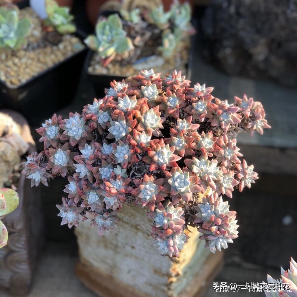 跌落神坛的20种多肉，当年贵到下不了手，现在终于可以随便买了