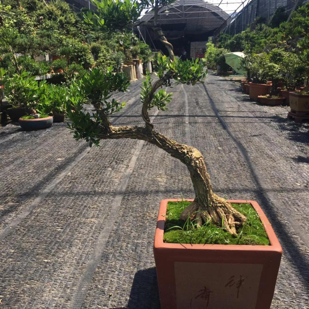 好的黄杨盆景几万元,它为何珍贵?养护时要注意什么?