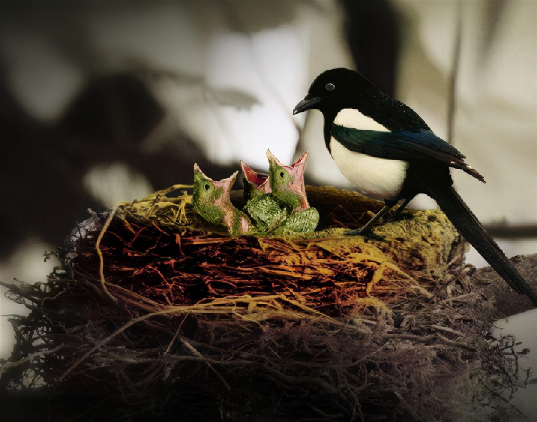 喜鹊几月份繁殖(建筑专家喜鹊的筑巢方法及死敌)