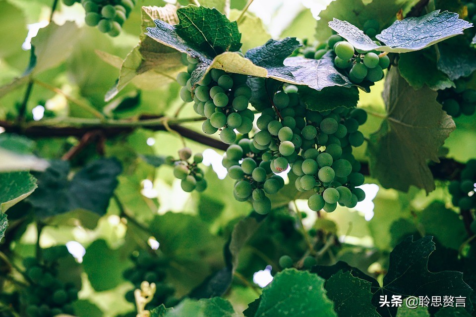 葡萄诗词精选二十四首 夏半蒲萄正熟时，累累满架紫金垂