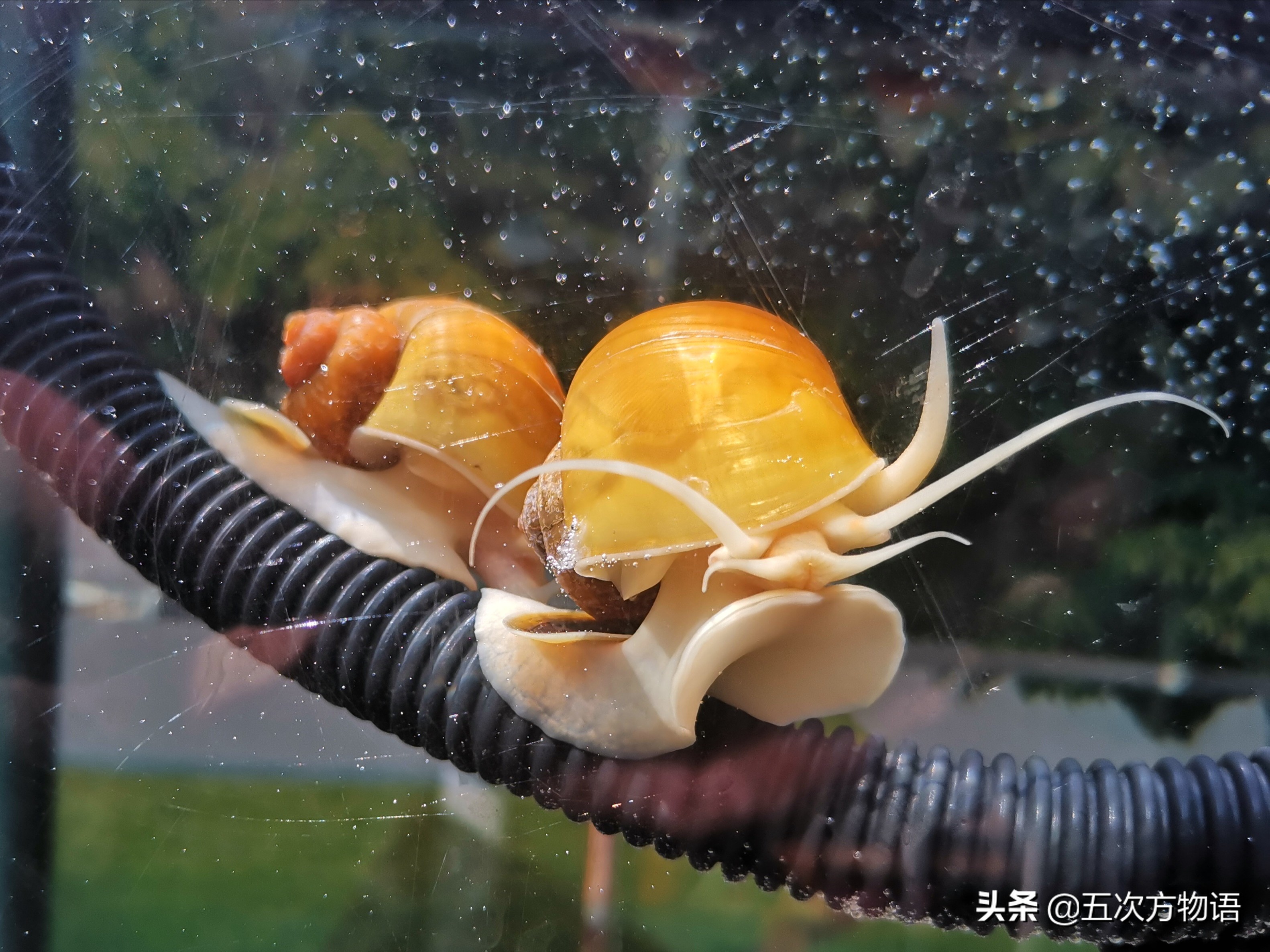 黄金螺图片(常见观赏螺简介暨新手养螺记)
