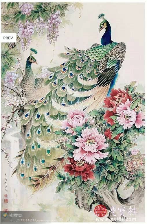 孔雀东南飞！高贵、冷艳的白孔雀