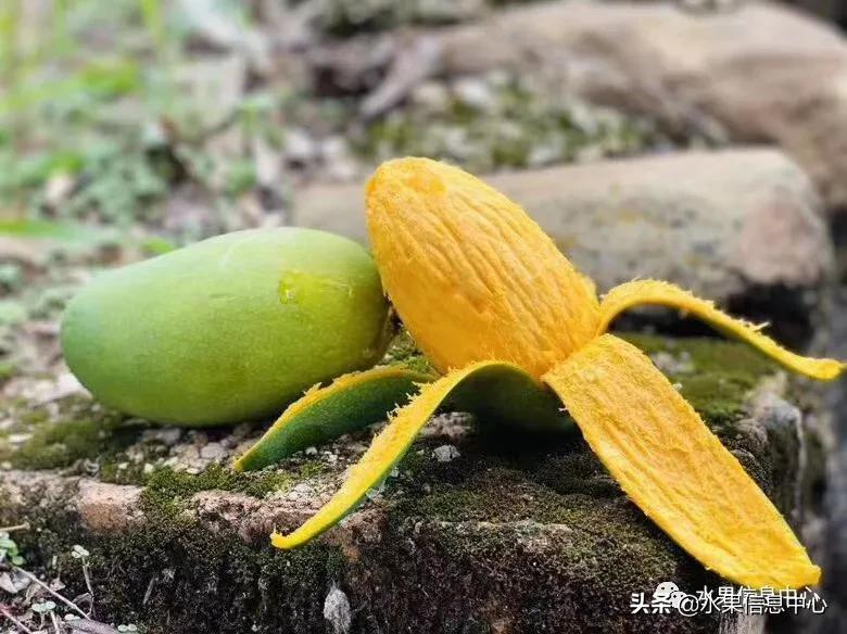 芒果上市季节（最好吃的芒果图鉴指南介绍）