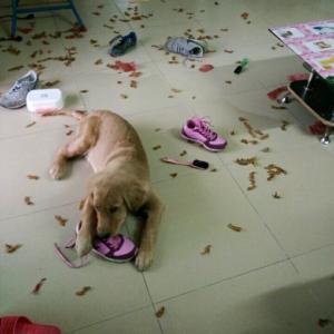 金毛犬很“危险”，我劝你不要养，不然和我一样后悔莫及！