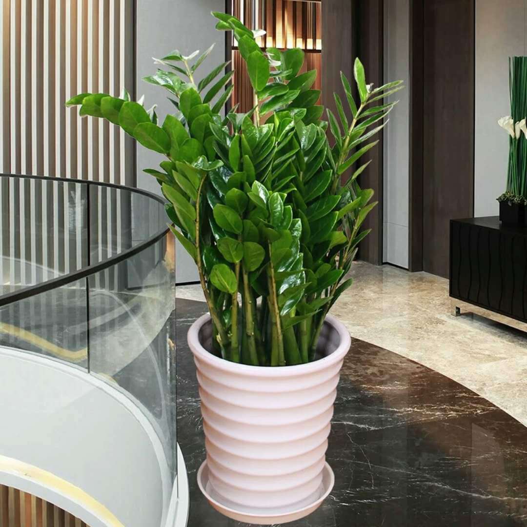 公认的“十种健康花”，建议至少养一盆，净化空气一级棒
