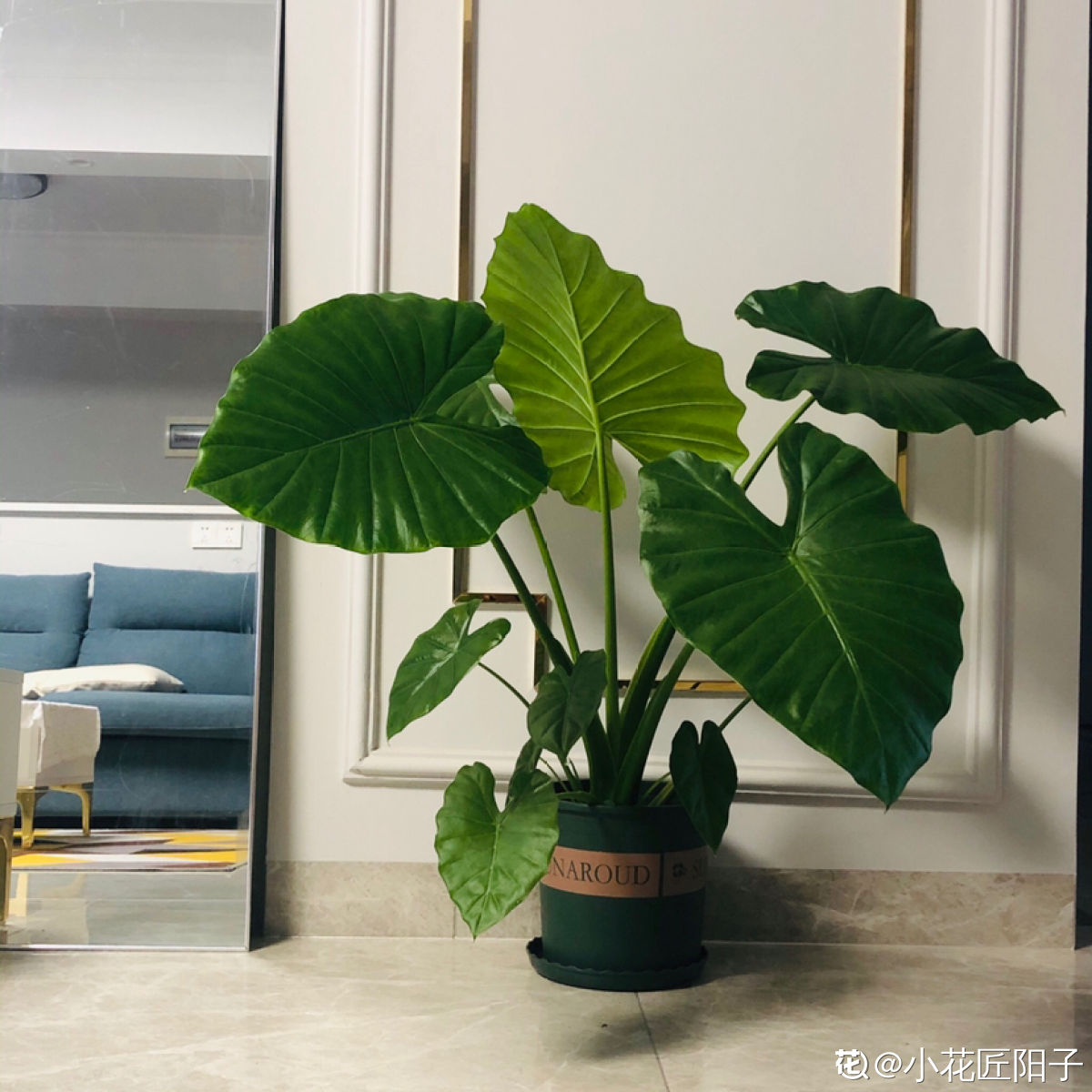 植物名称大全（80种常见植物图解，出门识花不求人）