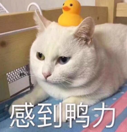 猫砂怎么用（铲屎官们要知道的猫砂冷知识）