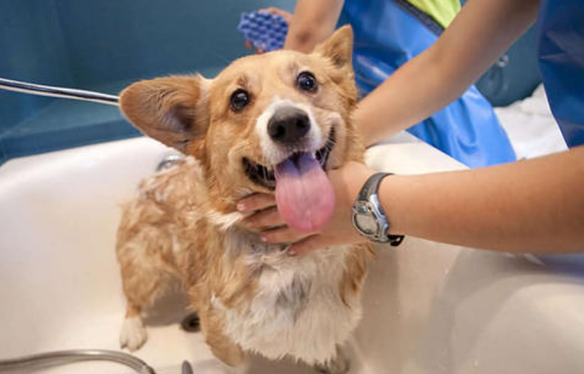 小狗幾天洗一次澡合適（狗狗多久一次澡才最合適呢）
