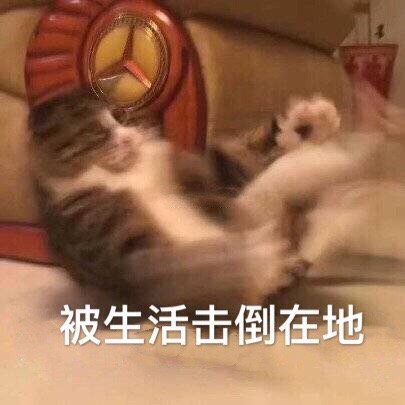 猫咪表情包25张｜我这一巴掌下棋你可能会死