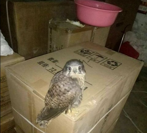 鹰隼值多少钱一只迪拜鹰隼值钱吗