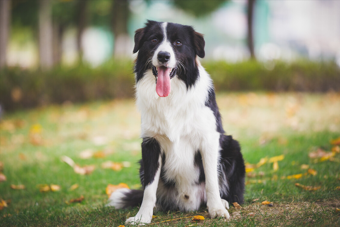 边牧天性聪颖,善于察言观色,能准确明白主人的指示,容易训练.