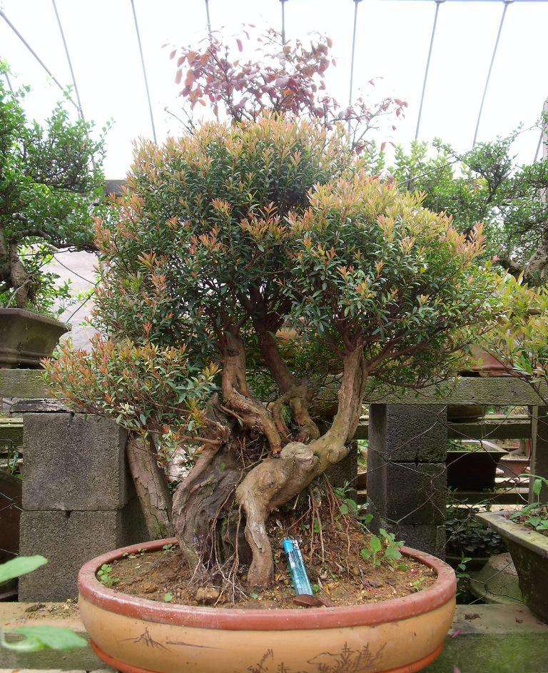 赤楠树图片(四季如春) - 赤虎壹号