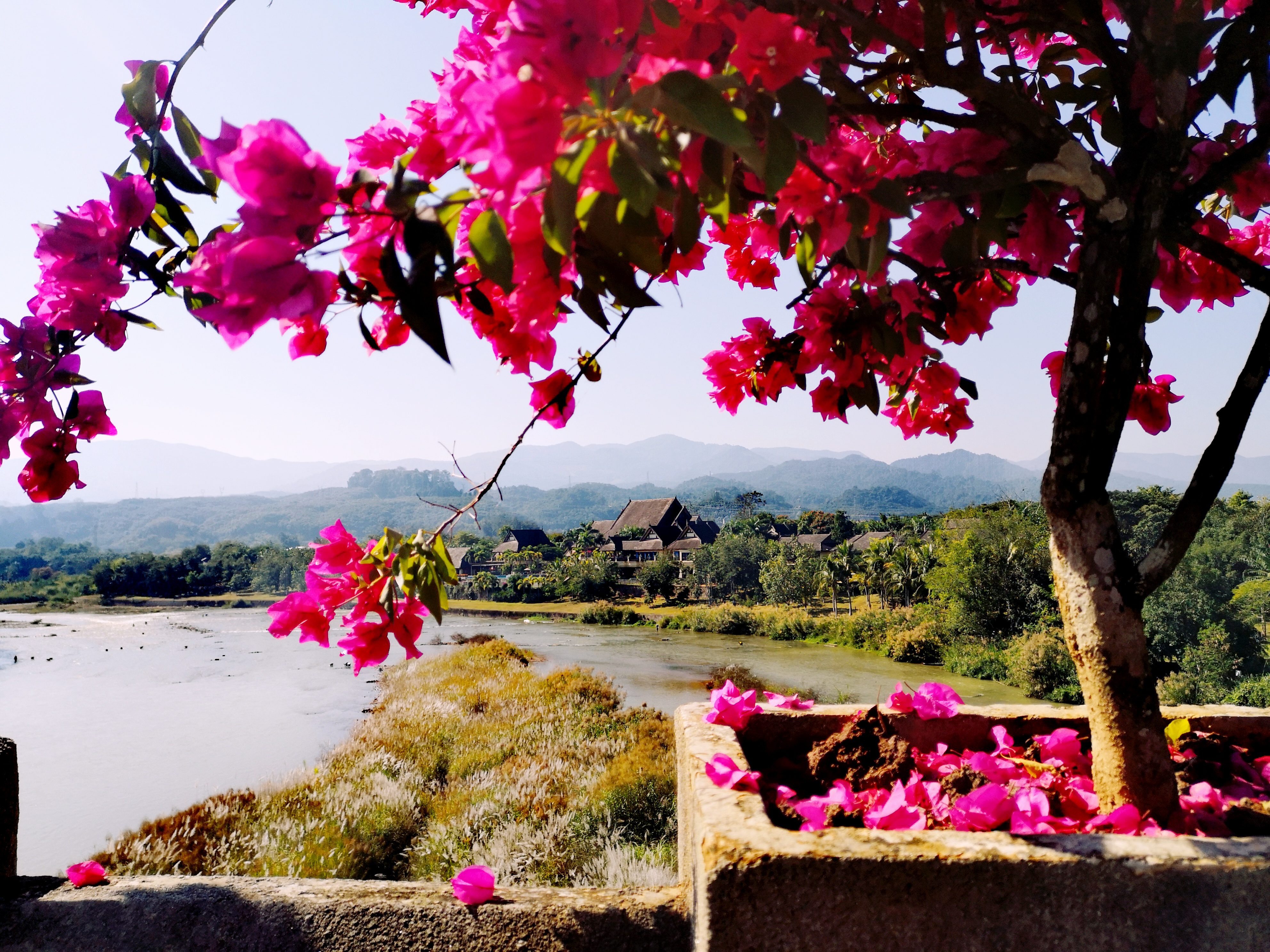 西双版纳8天9晚2600元，中科院热带植物园最详细攻略看这一篇就够