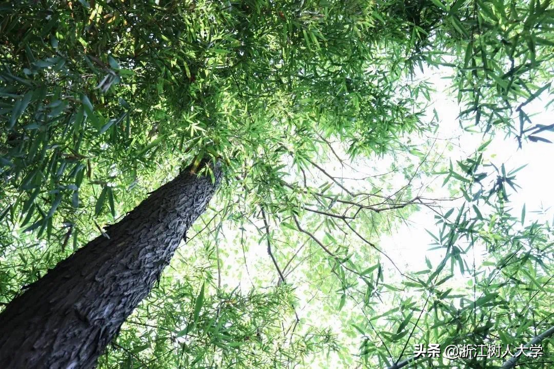 杭州就读，新增5个专业，浙江树人大学专升本2020年招生简章