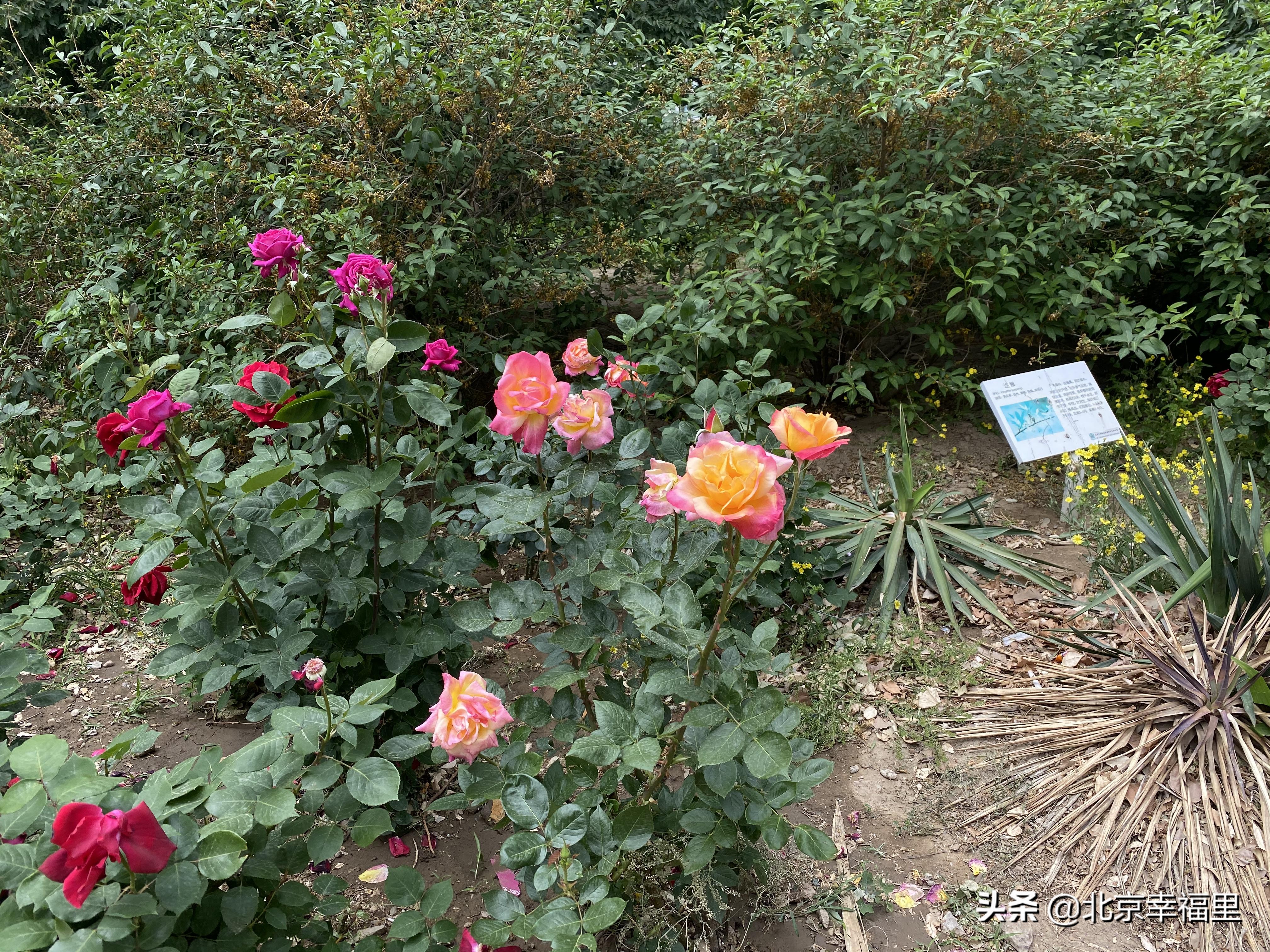 开门见绿、出门看花，城南这个花园式小区你喜欢吗？