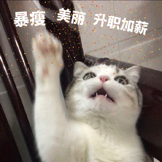 猫咪拜年表情包：恭喜发财，红包拿来