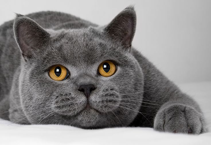 如何挑选一只纯正英国短毛猫？我有小妙招