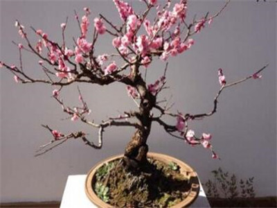 腊梅种植需要注意些什么（观赏花木腊梅花的养殖方法）