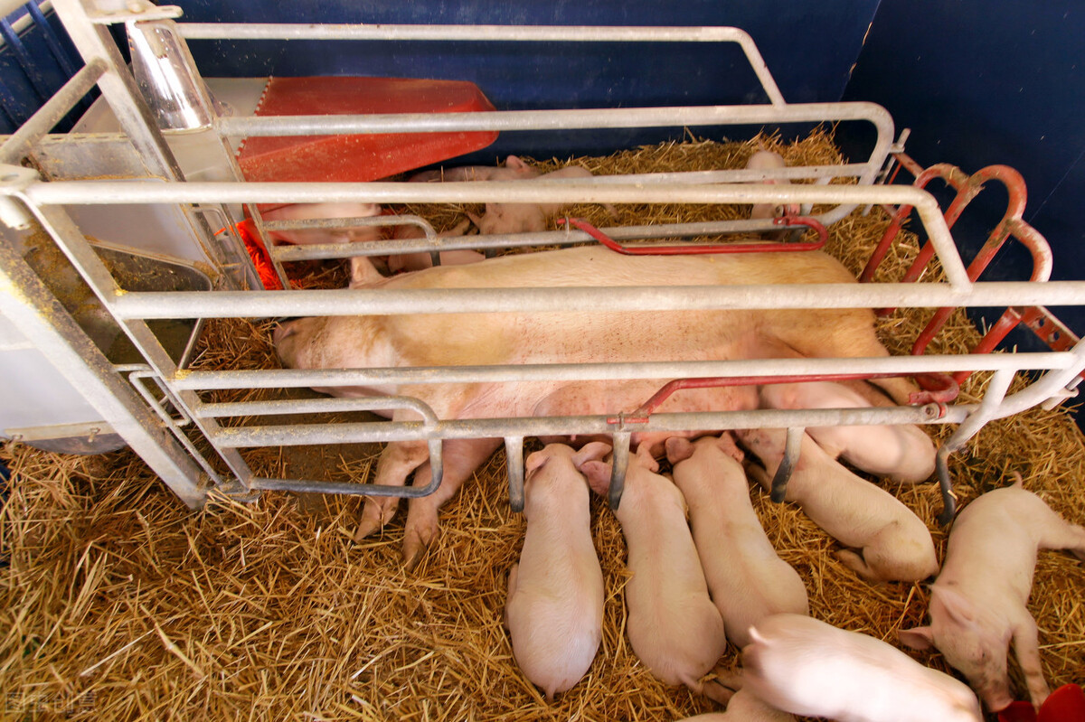 存栏100头母猪的繁育猪场，需配置6种不同标准的猪舍，缺一不可