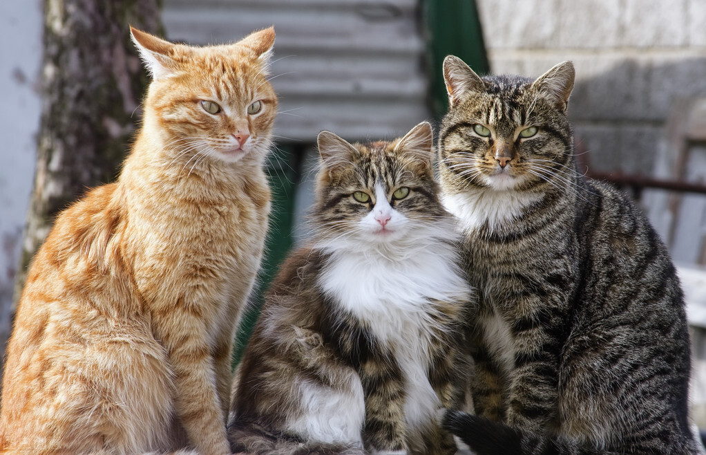 猫界智商排行榜：揭秘最聪明的十大猫咪品种