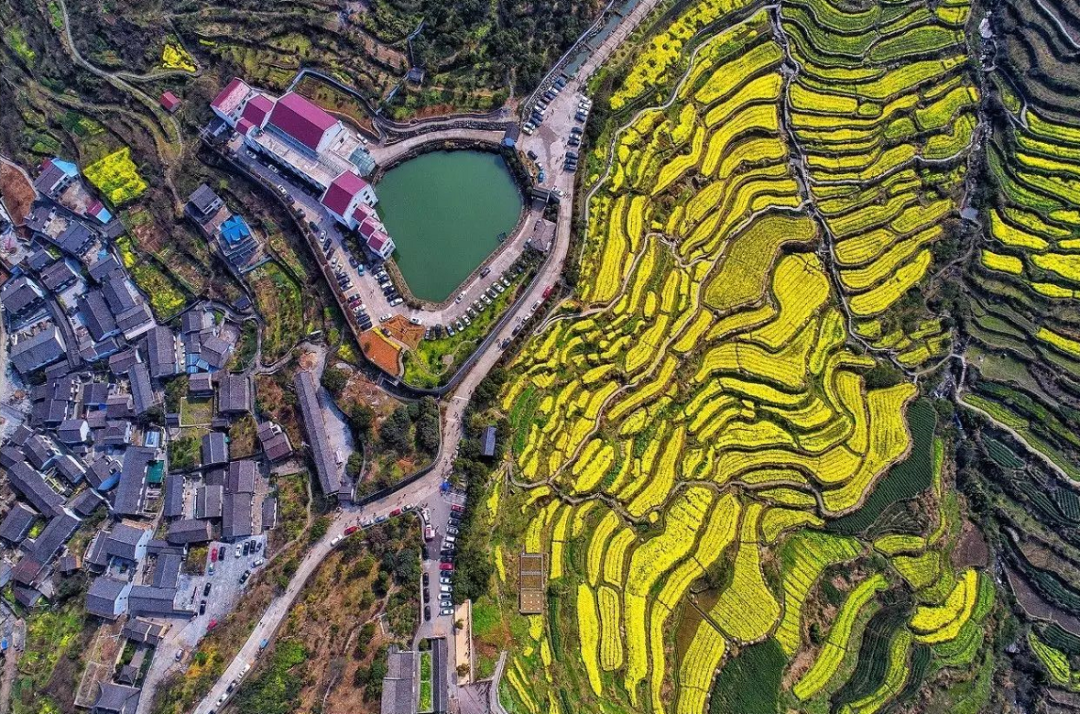 哪里看油菜花,哪里看油菜花最好