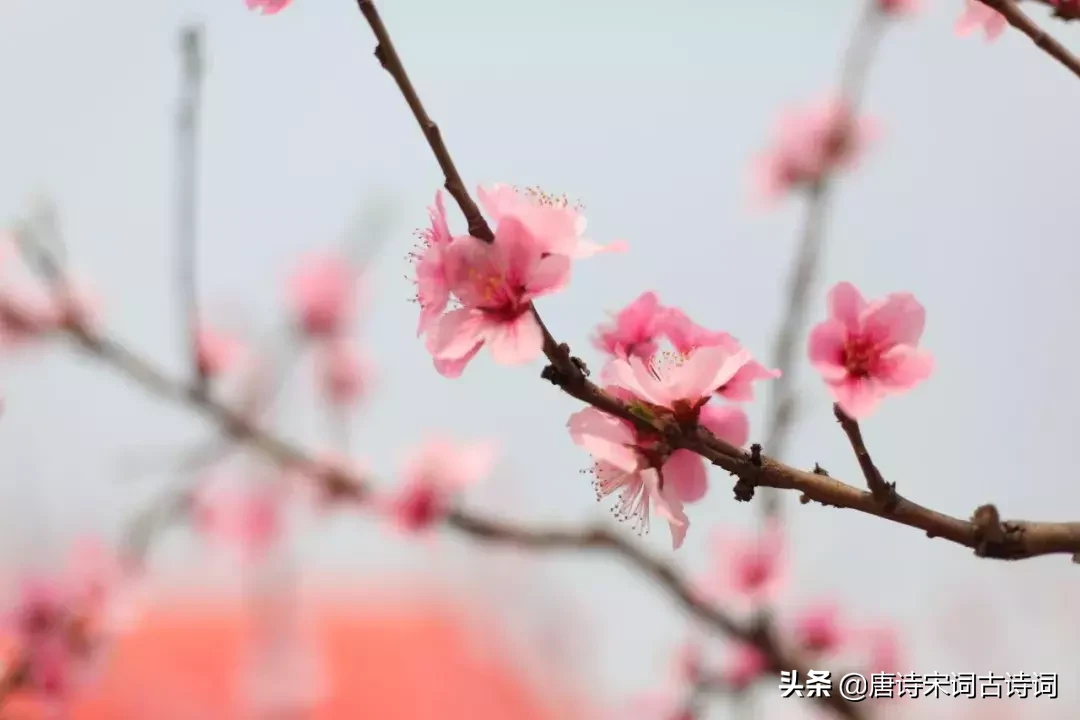 48首桃花诗词,许你十里桃花,遇见最美的桃花