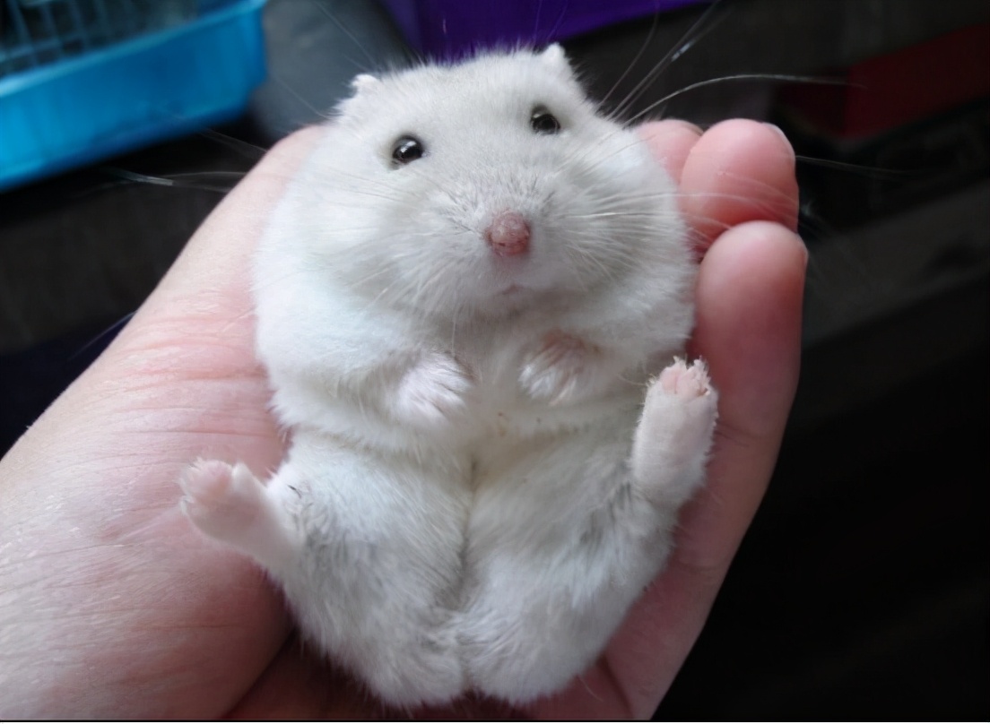 仓鼠小课堂,教你养护可爱的小仓鼠