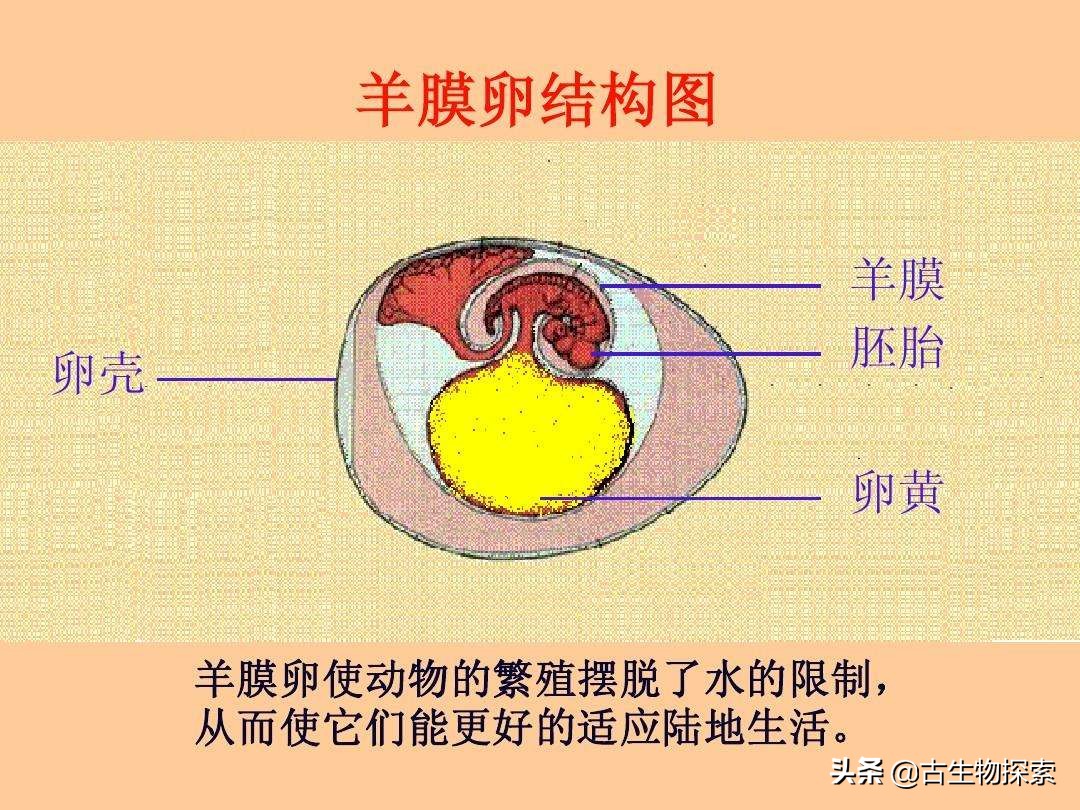 蛋蛋千变万化，就连哺乳动物都生蛋！