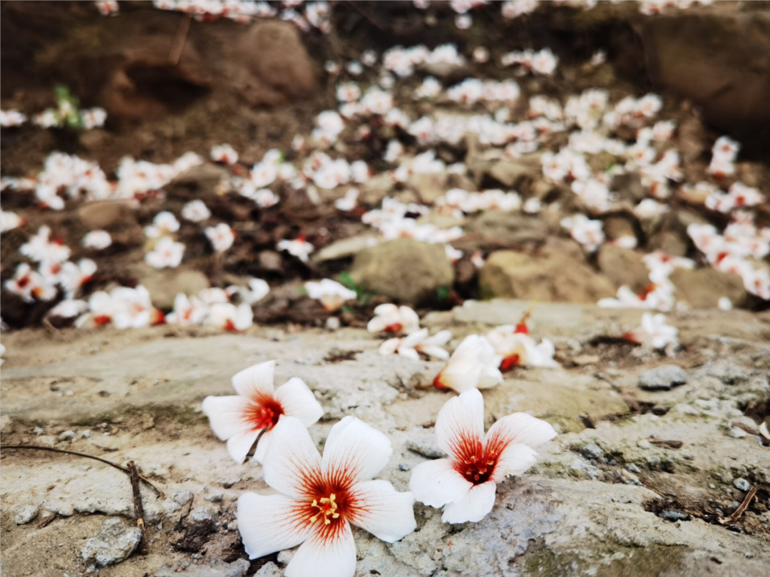 清明节去哪玩？重庆这些地方值得去踏青