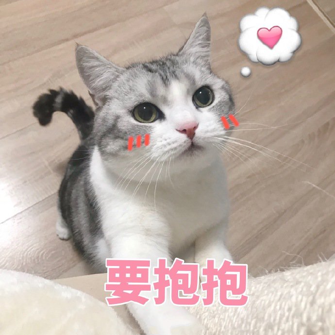 表情包：猫猫怂怂