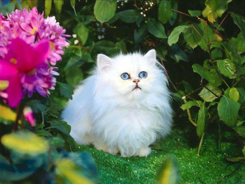 波斯猫的眼睛,波斯猫的眼睛一般是什么颜色