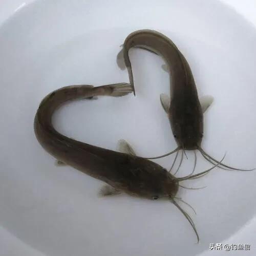 这些淡水鱼有毒，尤其第三种，大家须注意，钓鱼人更是务必要小心