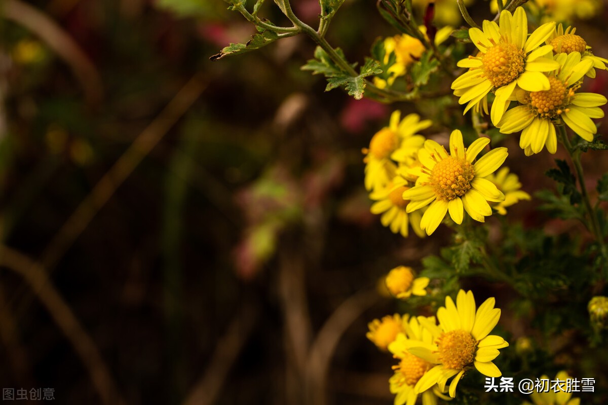 重阳节老人节诗词六首：白日明朝依旧在，黄花非晚是重阳