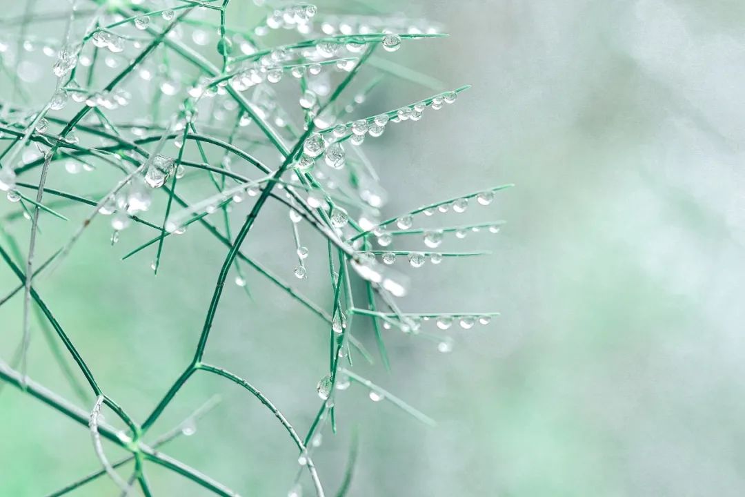 8首最美的春雨诗词，春雨润万物，人间朝气生